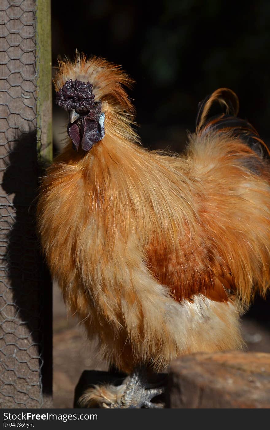 A mature Golden Silky Bantam Rooster.