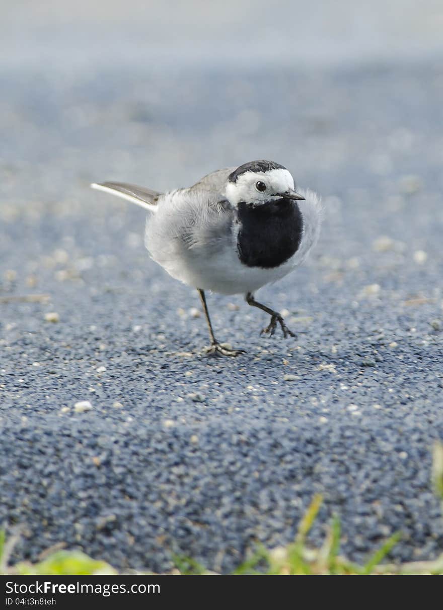 White wagtail