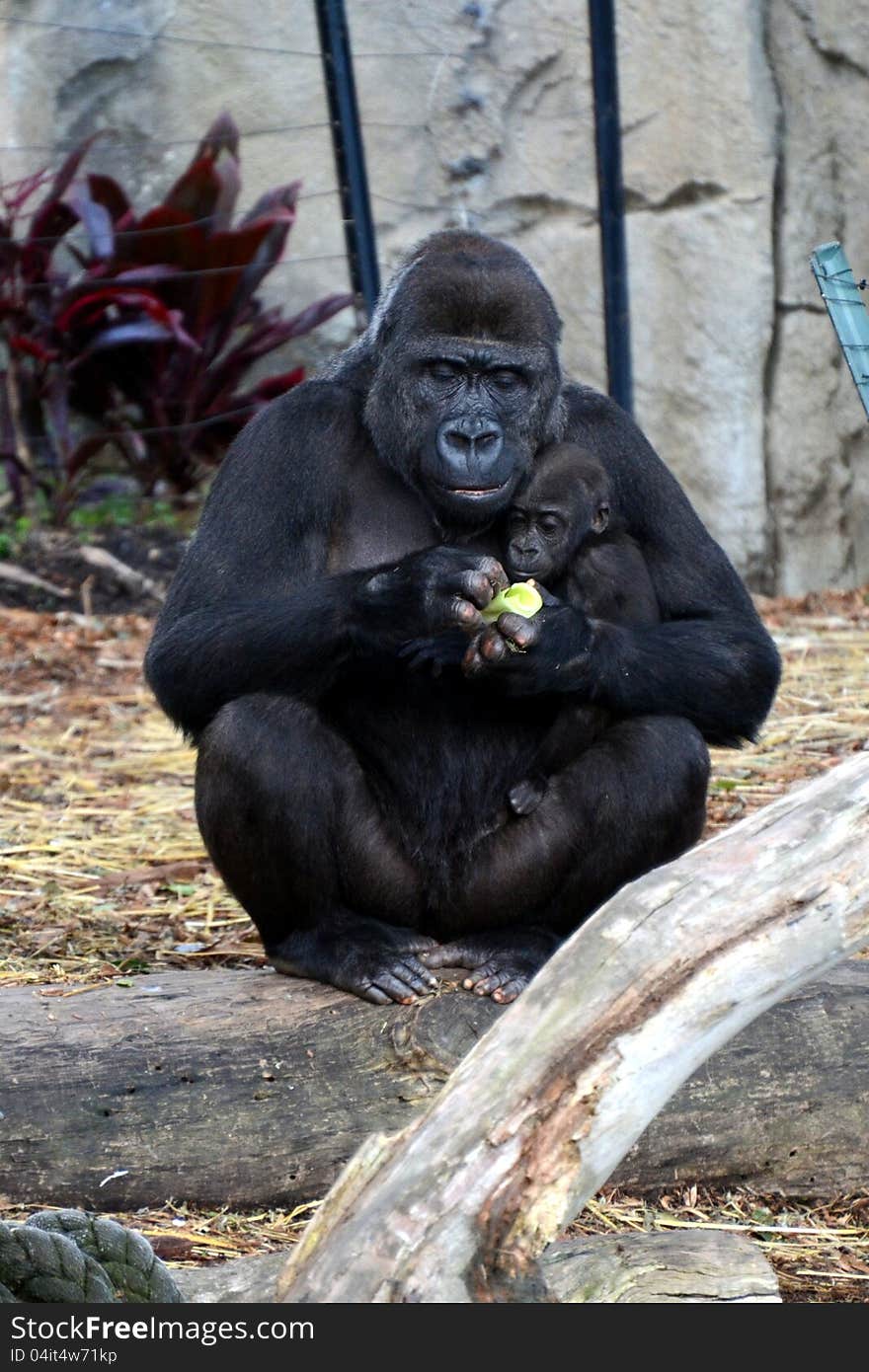 A female African western lowland gorilla and her baby feeding together with their zoo enclosure. A female African western lowland gorilla and her baby feeding together with their zoo enclosure.