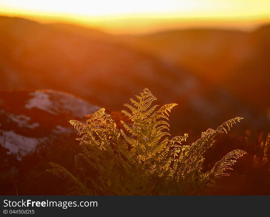 Silhouette of grass against sunset