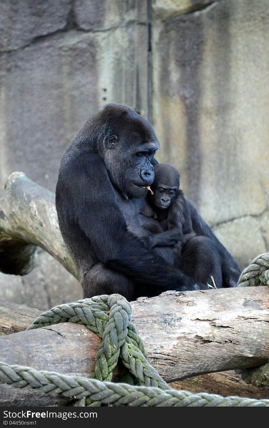 A female western lowlands gorilla and her baby within a zoo enclosure. A female western lowlands gorilla and her baby within a zoo enclosure.