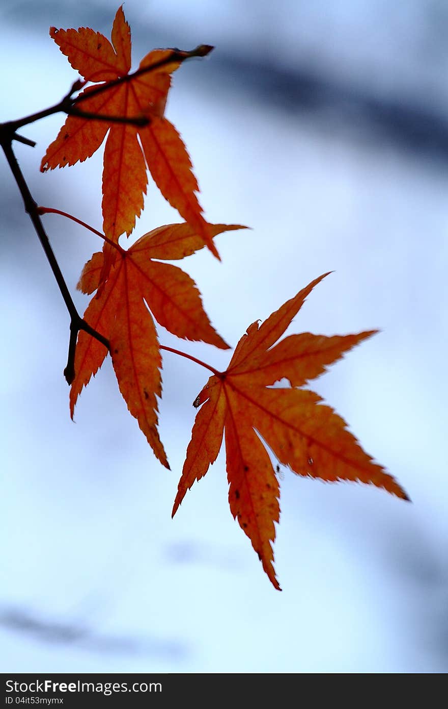 Seoraksan maple tree