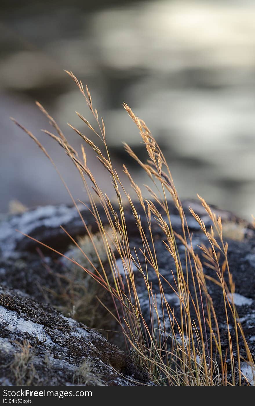 Silhouette of grass against sunset