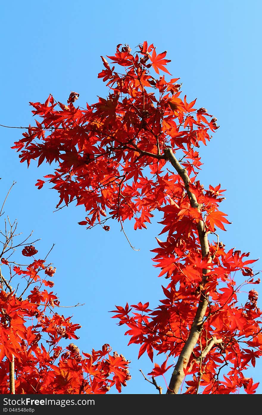 Seoraksan maple tree