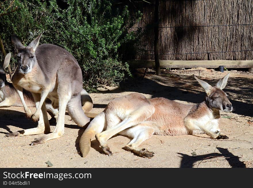 Australian Eastern Grey Kangaroos sunbathing within their zoo enclosure.