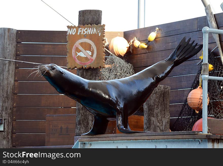 Sea Lion balancing act.