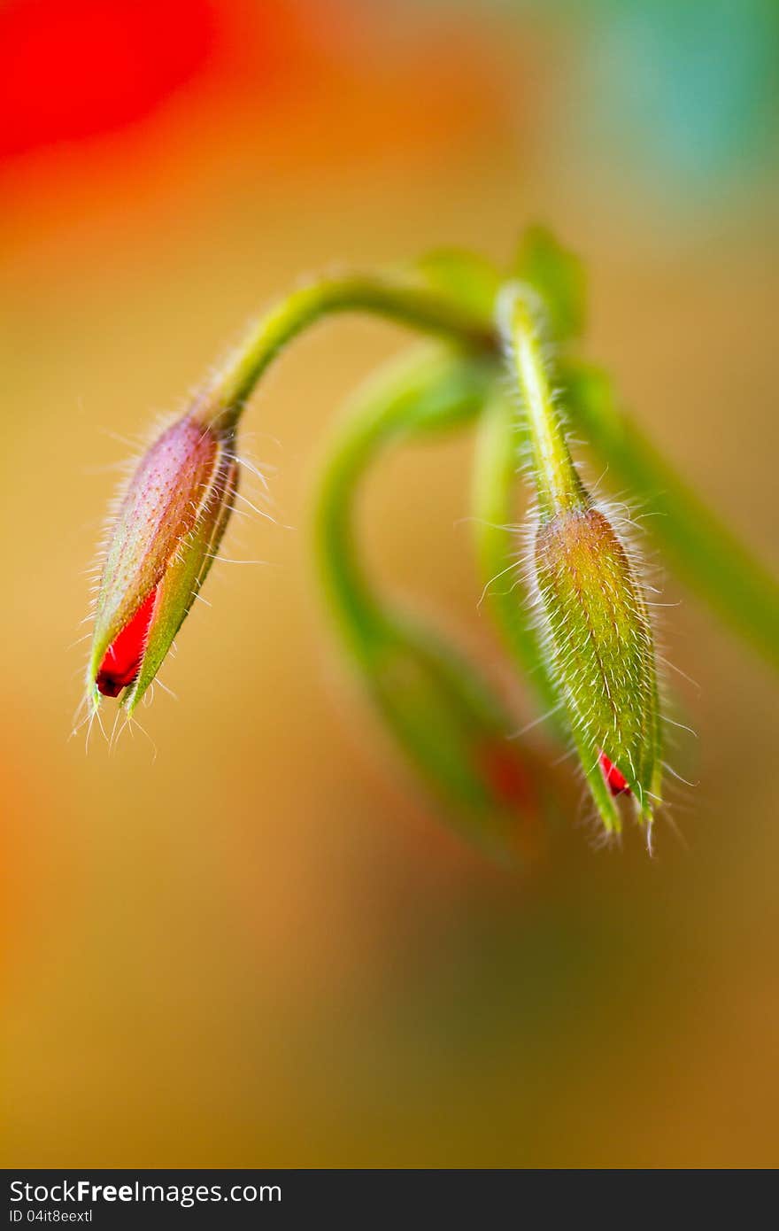 Beautiful red geranium flower detail