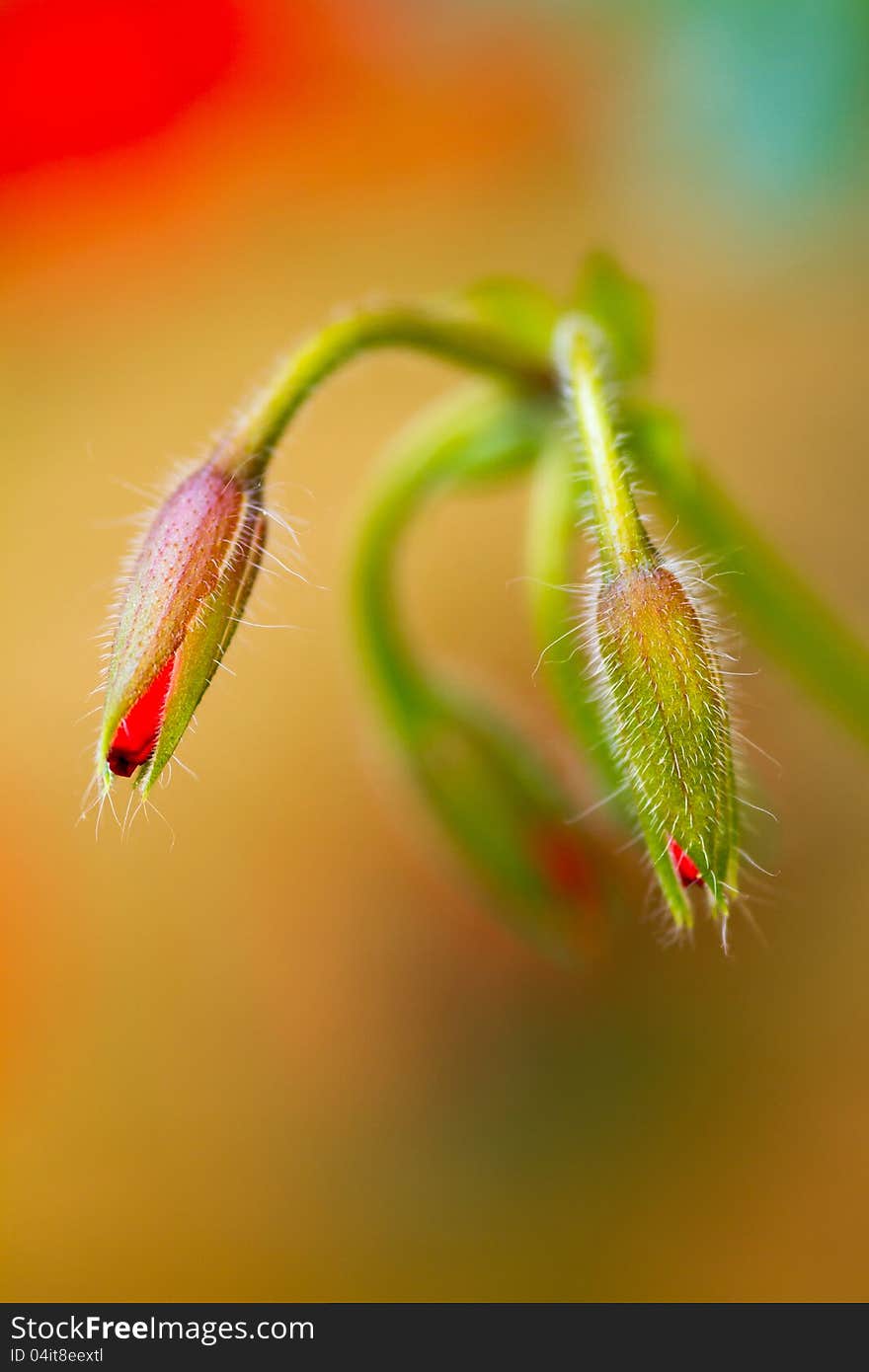 Geranium