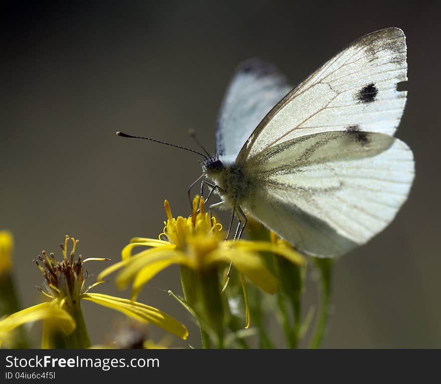 White butterfly on a flower