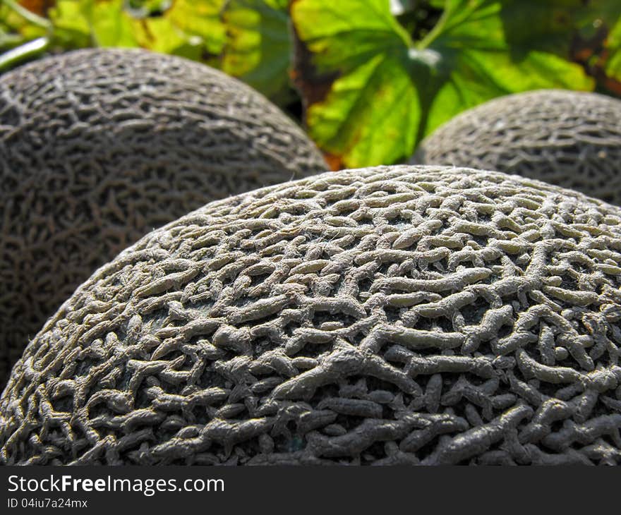 Conceptual image of muskmelon in the vegetable garden