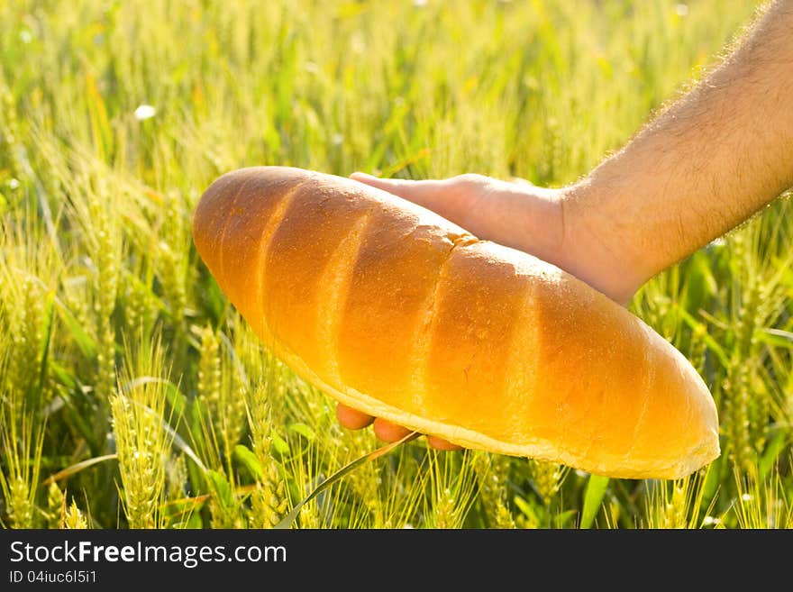 Wheat field and bread-agriculture