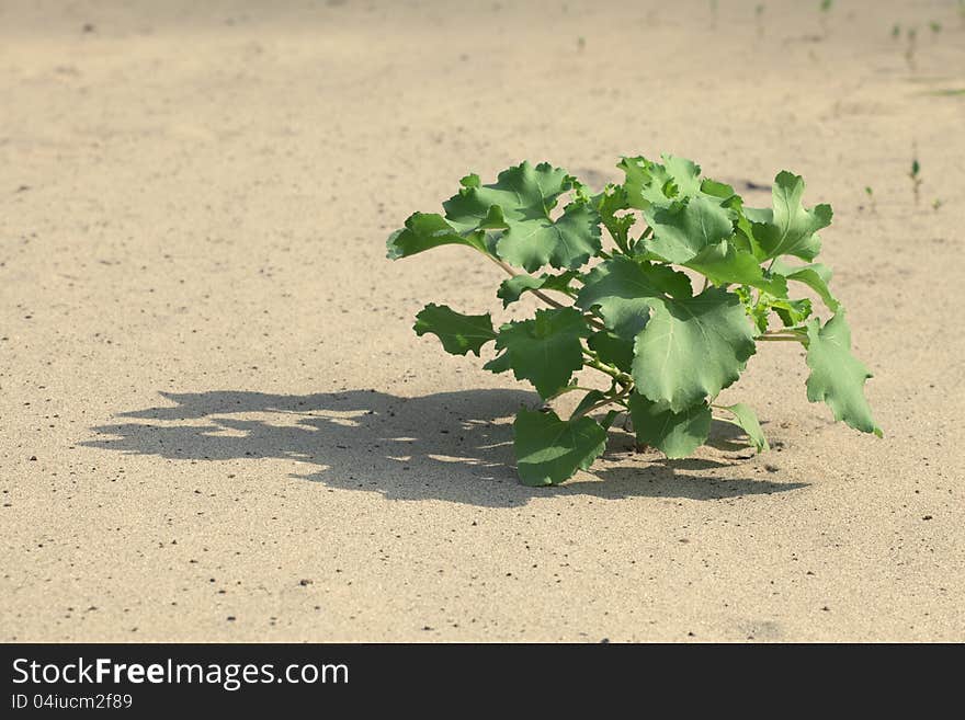 Plant in the sand