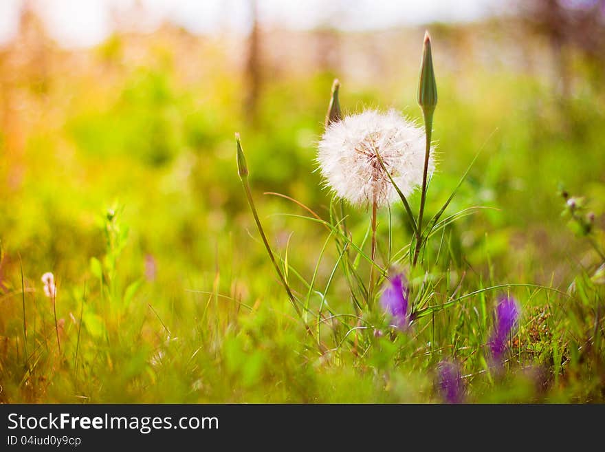 Dandelion On The Sunset