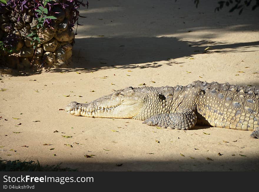 An alligator in the sand. An alligator in the sand