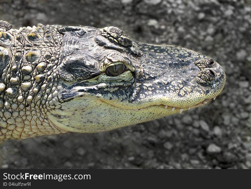 South american crocodile head with teeth