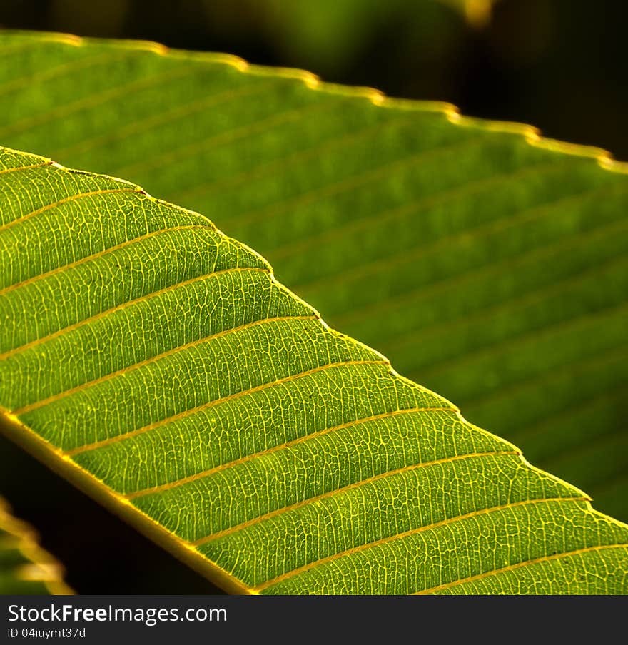 Sun light shows leaf's texture and pattern. Sun light shows leaf's texture and pattern.