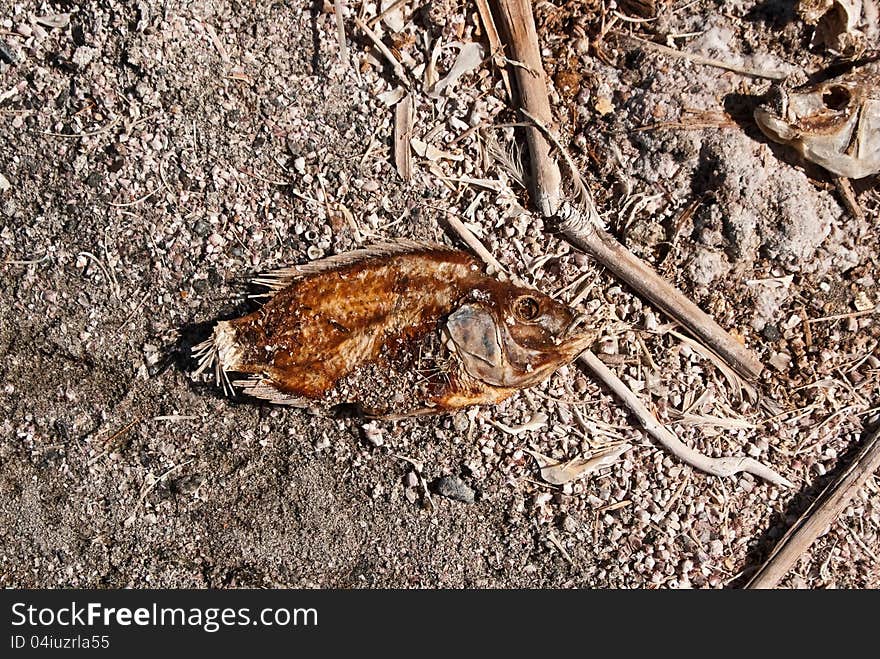 Skin And Bones Of Dead Fish