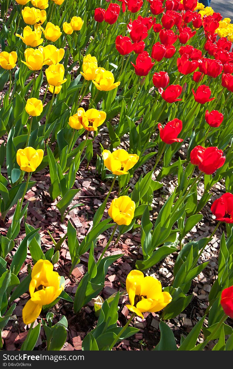 Field full of red and yellow tulips in bloom .