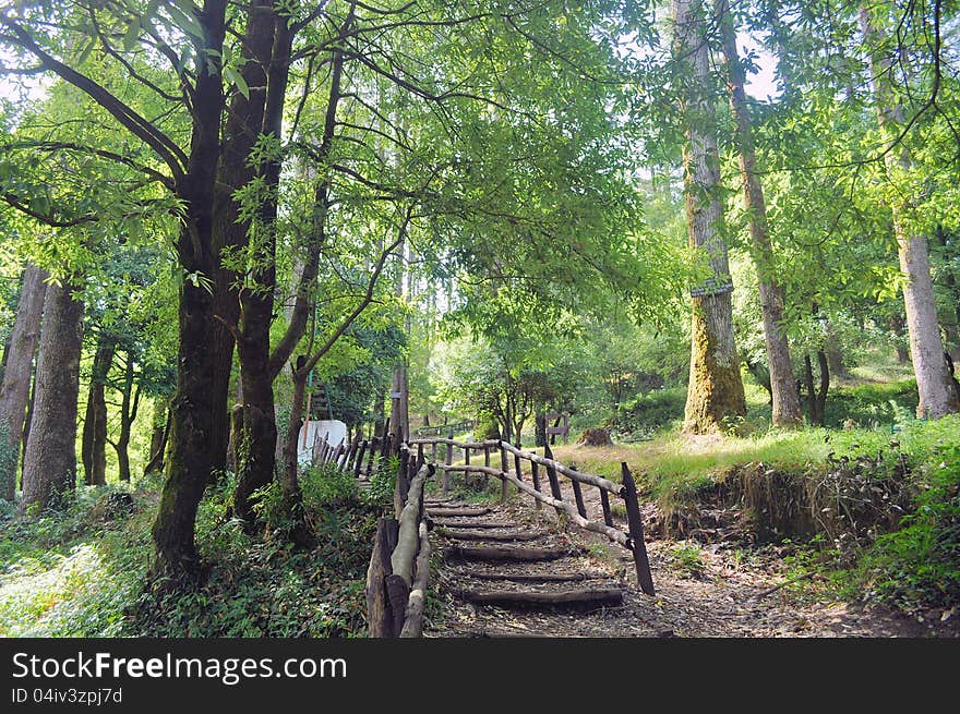 A wooden foot bridge leading through the green forest. A wooden foot bridge leading through the green forest