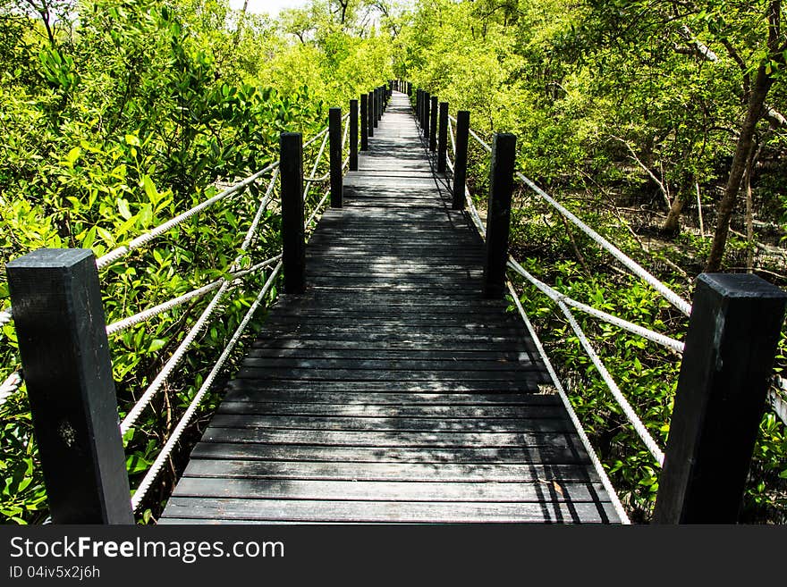 Wood bridge in mangrove forest