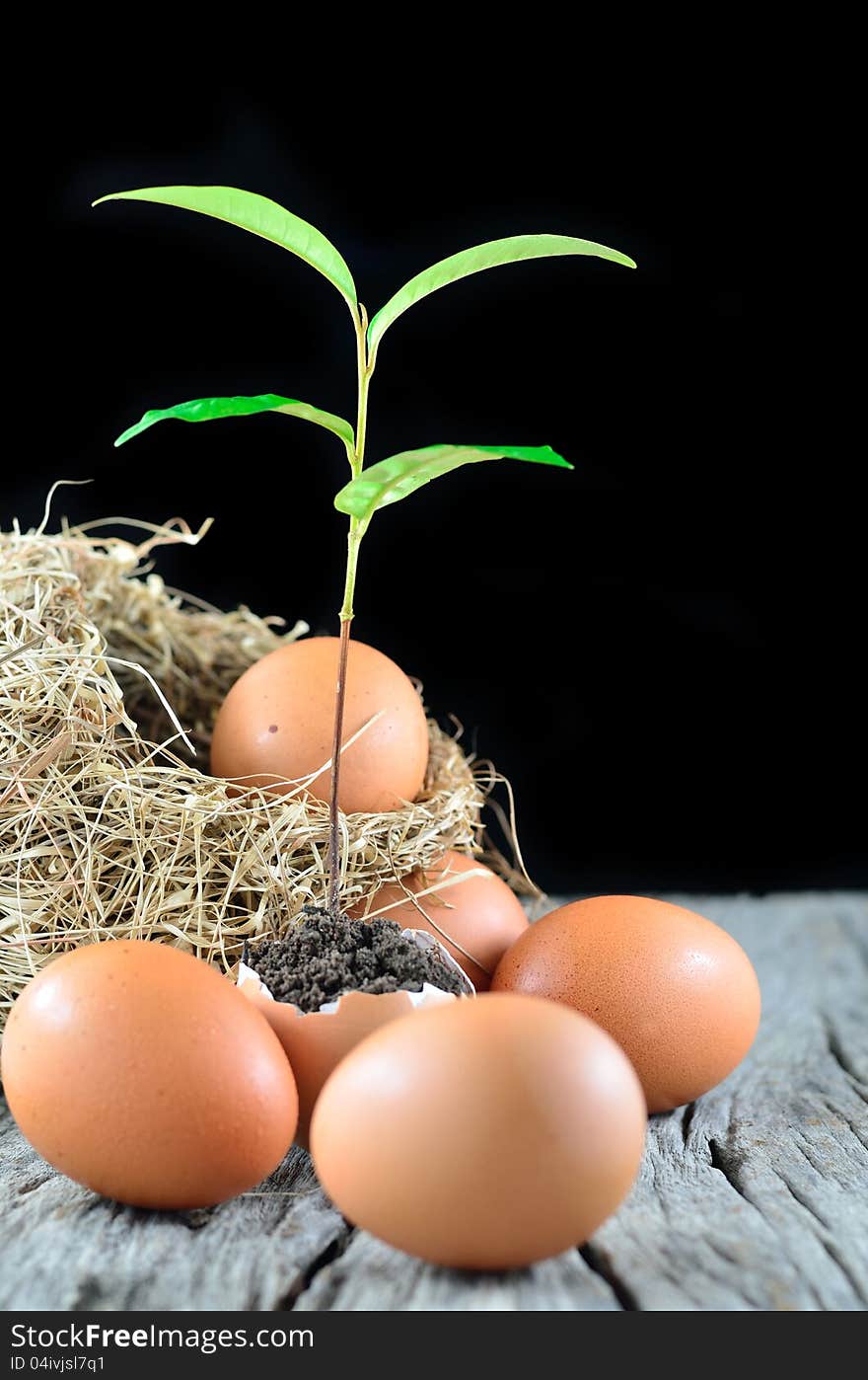 Growing green plant in egg shell