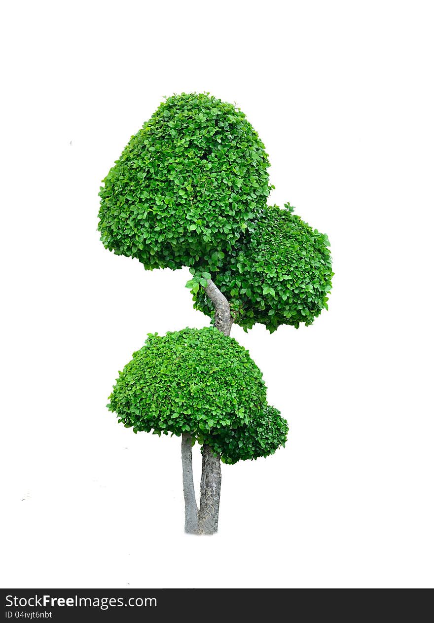 Isolated tree for landscape design