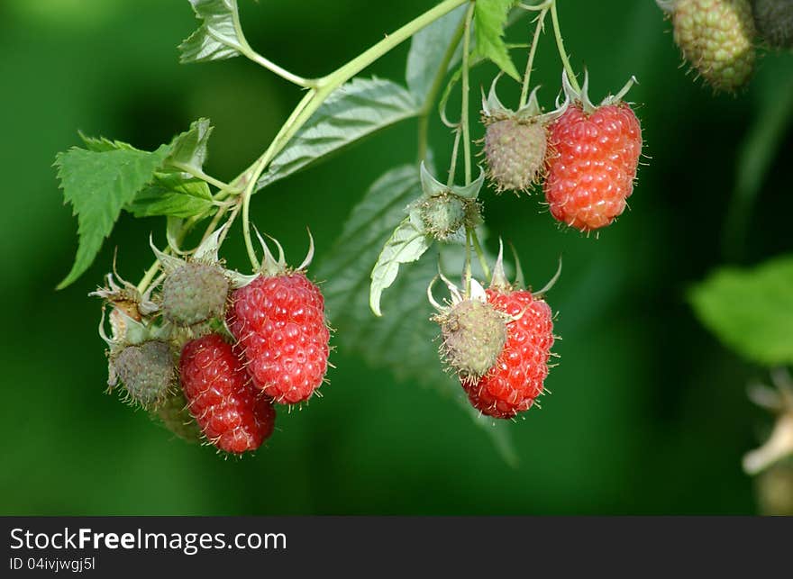 Pic of group of raspberries. Pic of group of raspberries