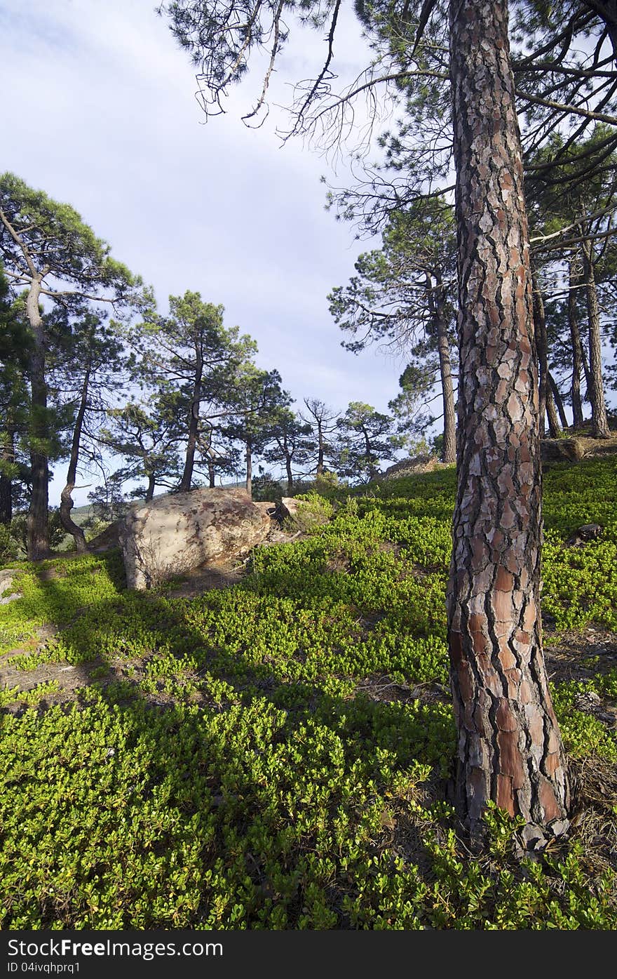 Pine forest in Rodeno Mountains, Teruel, Aragon, Spain