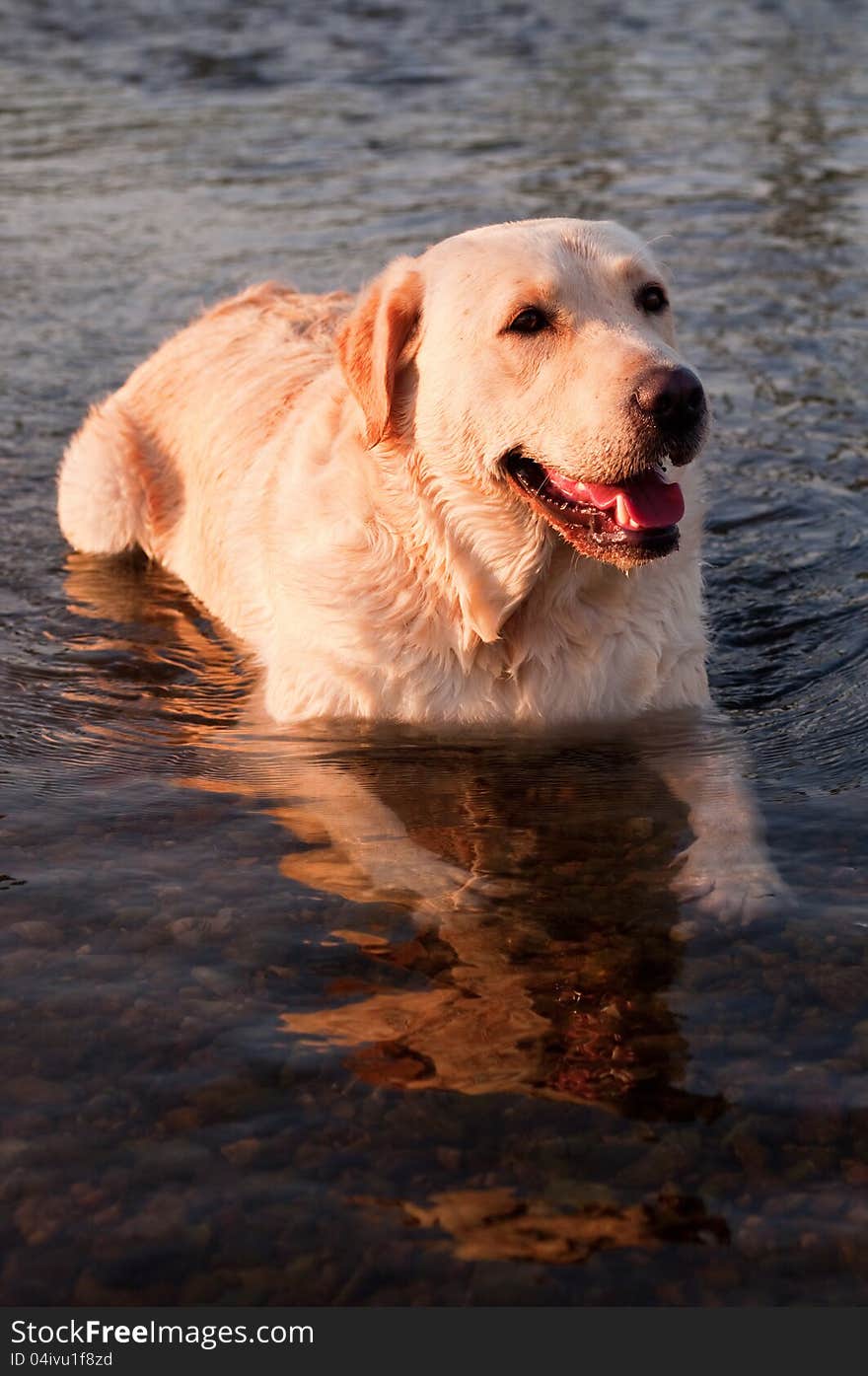 Dog lying in the water to cooled