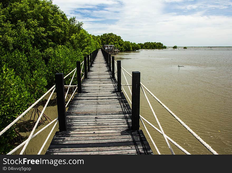 Wood bridge in mangrove forest