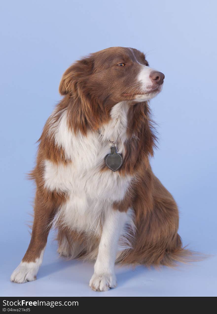 Sitting brown Border Collie on background