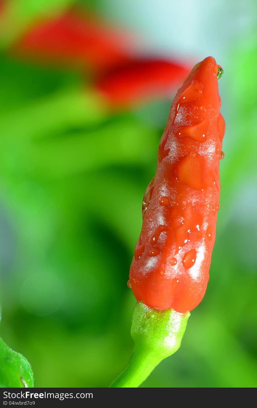 Fresh chili closed-up.