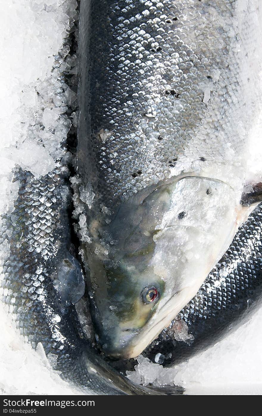 Salmon fish in a box with ice