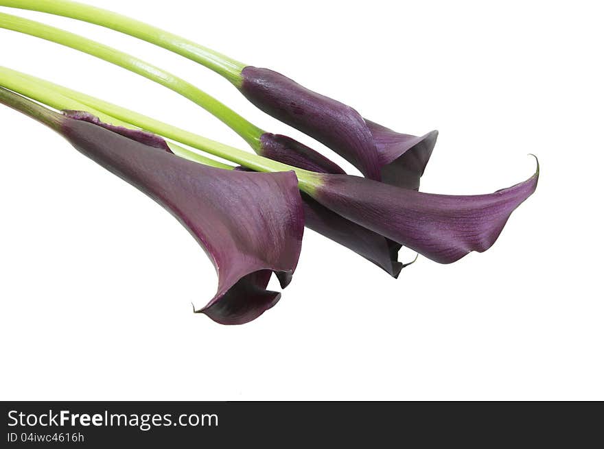 Beautiful flowers in close-up shot on a white background