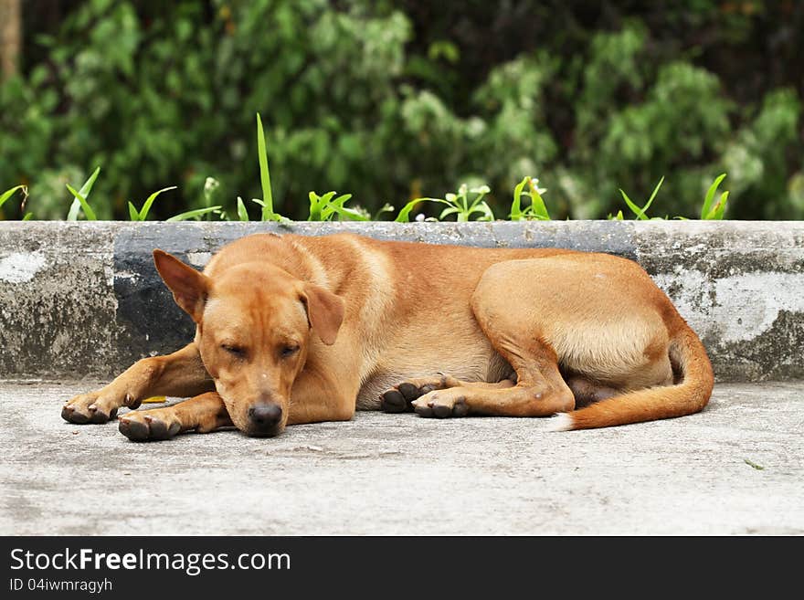 Brown homeless dog on the road. Brown homeless dog on the road