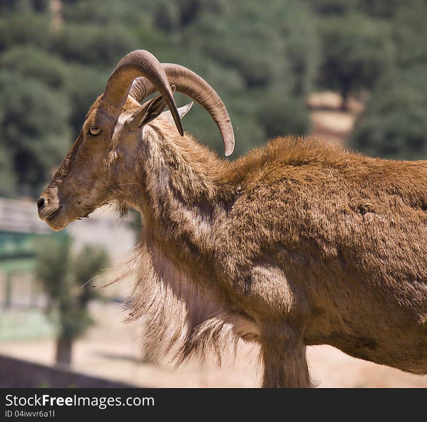 One alone beautiful moufflon with its strong horns. One alone beautiful moufflon with its strong horns