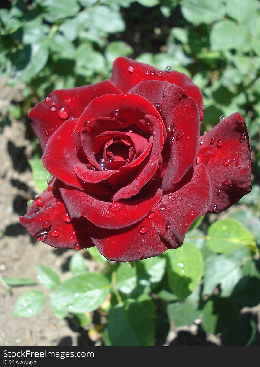 Red rose with water drops on petals, in the garden. Red rose with water drops on petals, in the garden