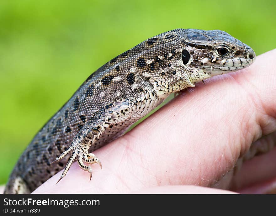 Beautiful small lizard on hand