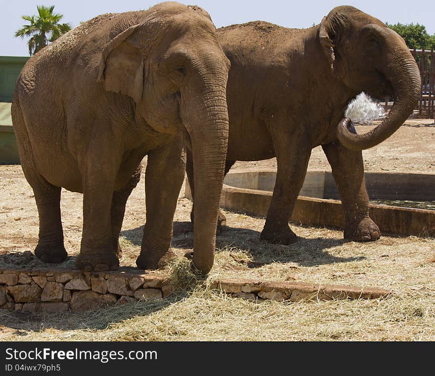 Two Elephants Playing With Water