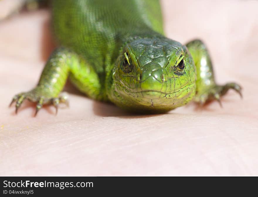 Portrait Of Green Lizard