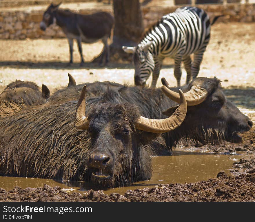 Buffalo In The Mud And Zebra