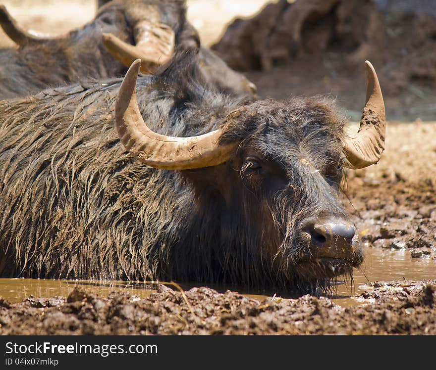 buffalo in the mud under an hot sun. buffalo in the mud under an hot sun