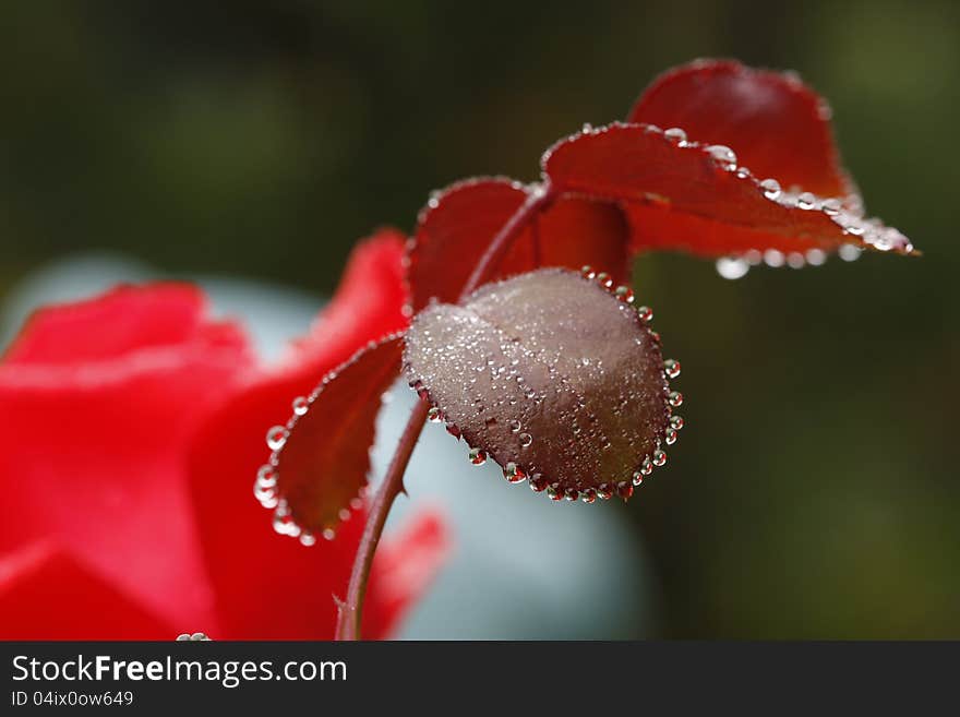 Drops of rain on the leaves of rose. Drops of rain on the leaves of rose