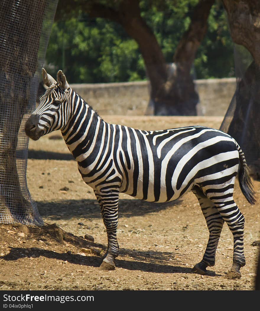 Beautiful zebra