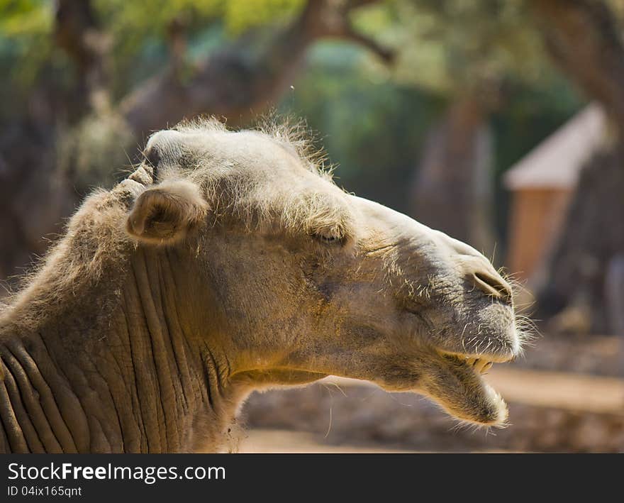 Head of a camel