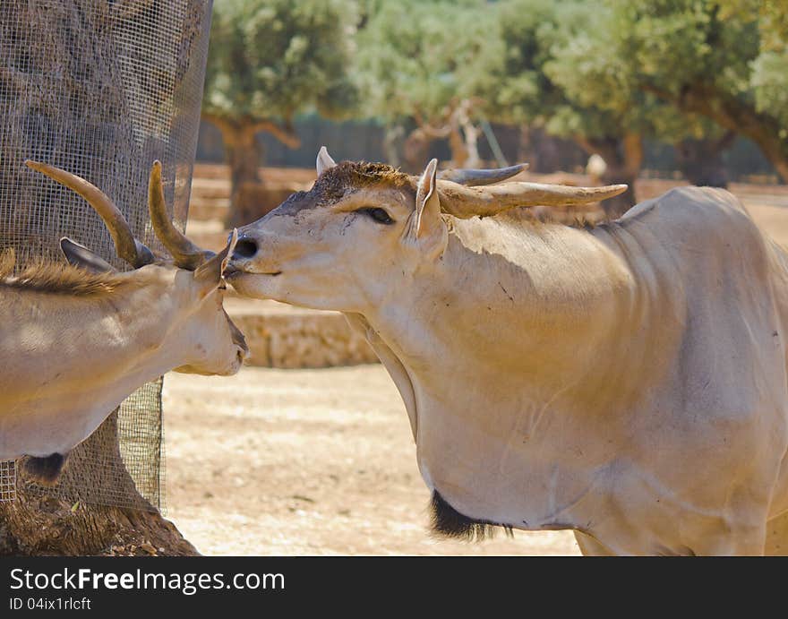 A female antelope takes care of own puppy. A female antelope takes care of own puppy