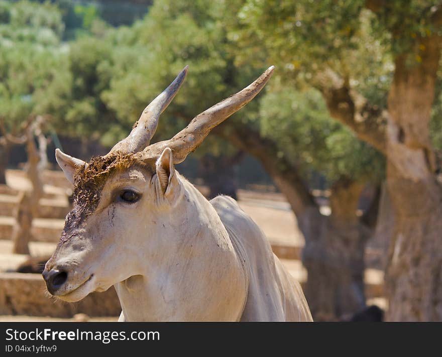 Beutiful head of antelope