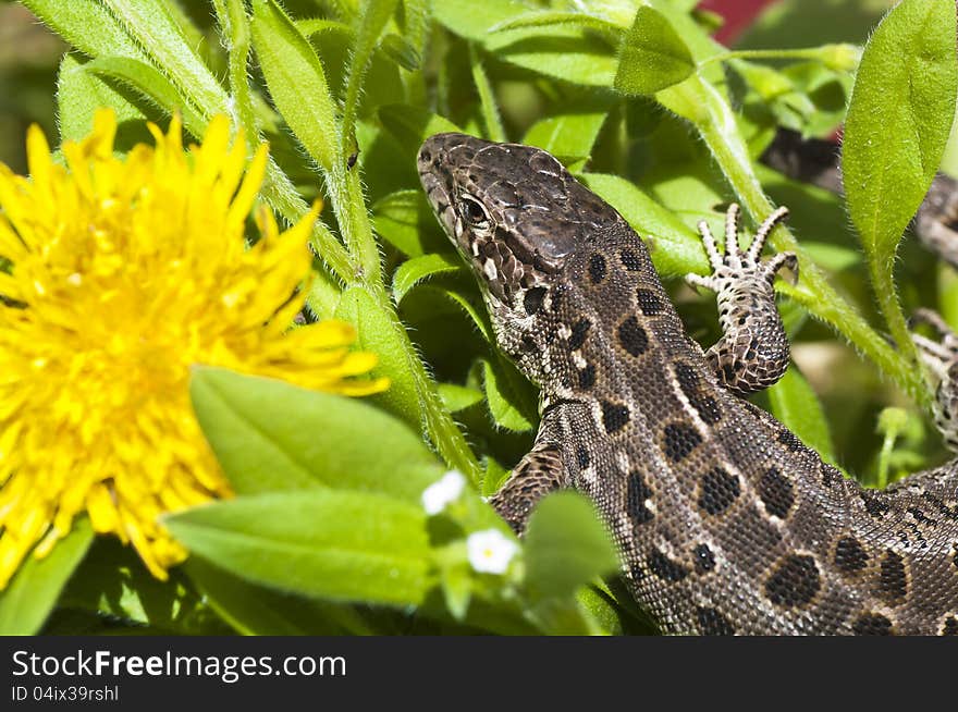 Beautiful lizard on flowers