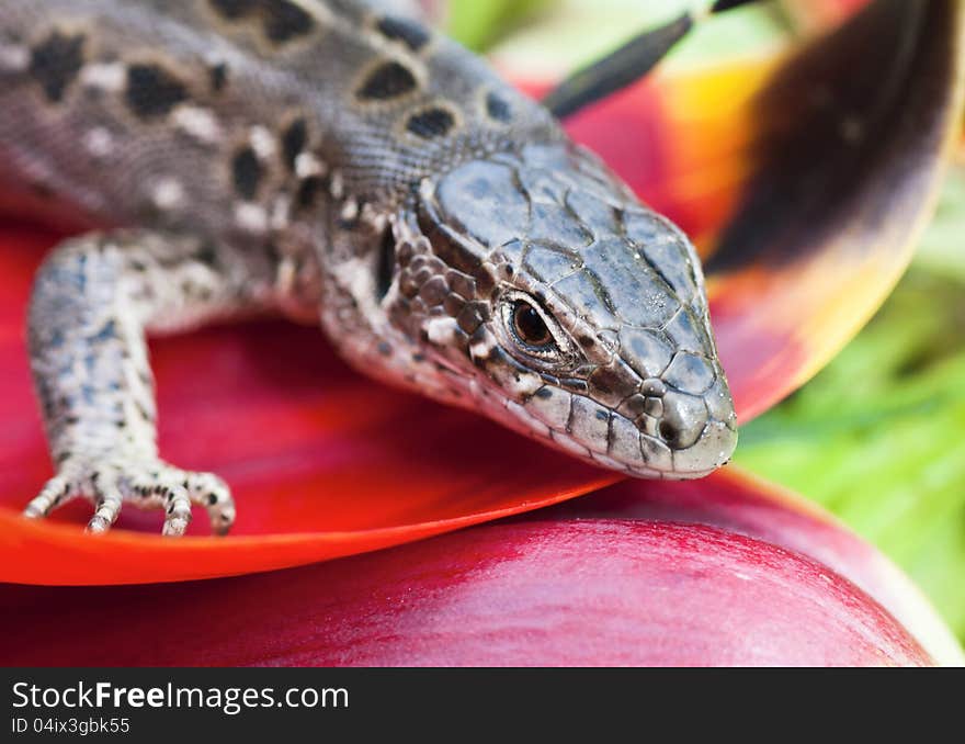 Portrait of lizards