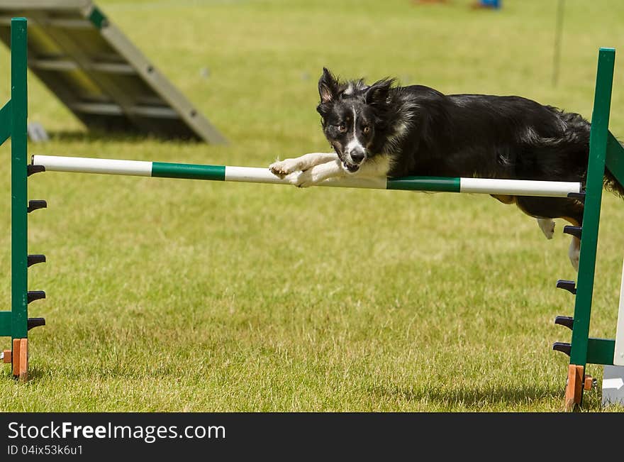 Collie at Agility